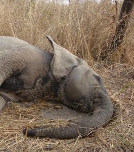 dater les defenses grace au carbone 14 pourrait permettre de lutter contre le braconnage des elephants 60761 wide