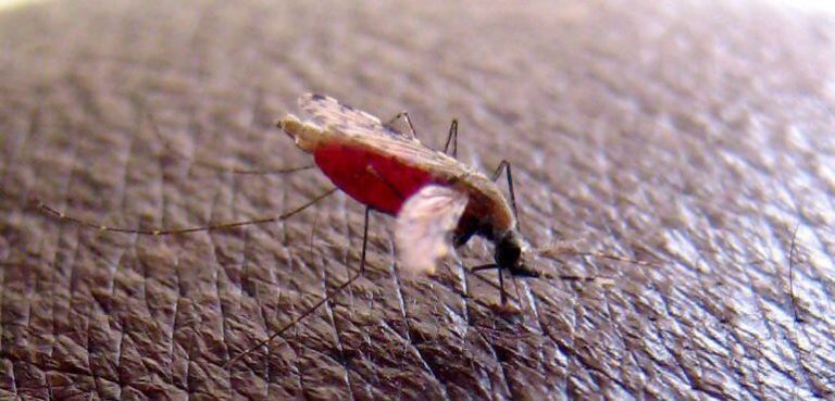 Mosquito anopheles gambiae