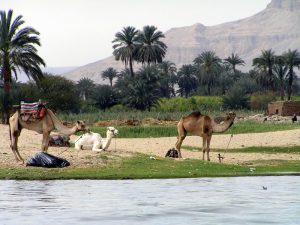 Bosques en desierto de Egipto