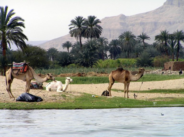 Bosques en desierto de Egipto