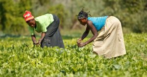 La FAO apoyará, con financiamiento a seis países insulares africanos para desarrollar una agricultura resiliente frente al cambio climático e impulsar el progreso económico, informó hoy esa institución.