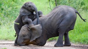 Las hembras que no tienen colmillos tienen más probabilidad de producir crías sin colmillos