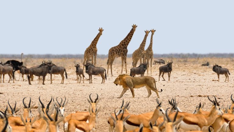 Naturaleza silvestre africana