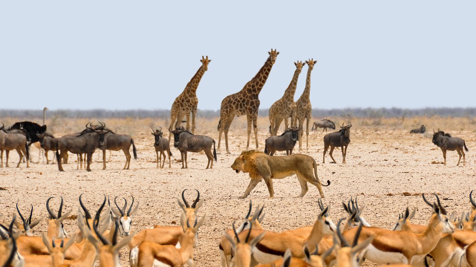 Naturaleza silvestre africana
