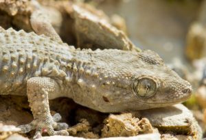 Reptiles y Anfibios