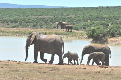 Elefantes en traslado a un parque de Malawi