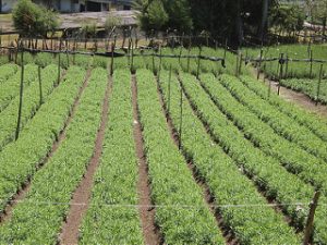 agricultura urbana