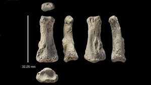 Falange fosilizada del dedo medio de un Homo sapiens encontrada en la excavación arqueológica Al Wusta, Arabia Saudita.