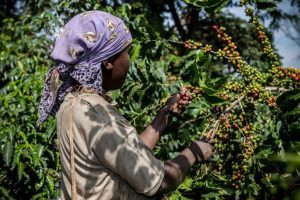 El café constituye la mayor fuente de ingresos por exportación