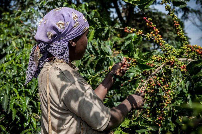 El café constituye la mayor fuente de ingresos por exportación