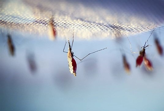 Anopheles, género de mosquito de la familia Culicidae, especie transmisora del parásito Plasmodium causantes de la malaria humana