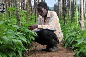 Agricultura en Ruanda