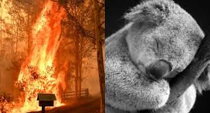 Más de la mitad de los koalas han muerto en Asutralia