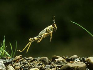 Langostas