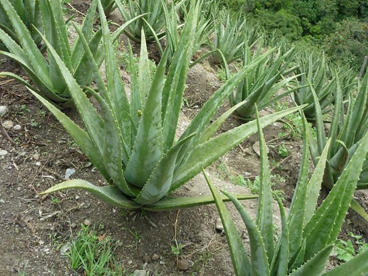 Sabilas