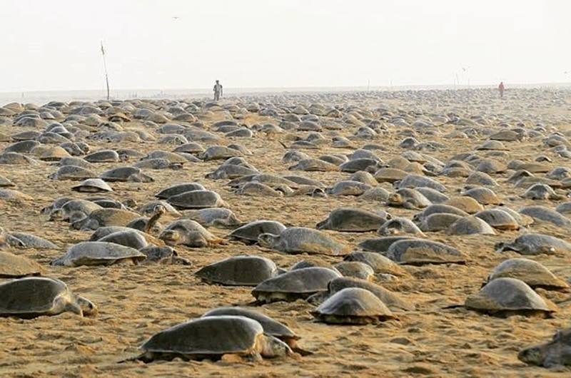 Tortugas golfinas en playas de la India