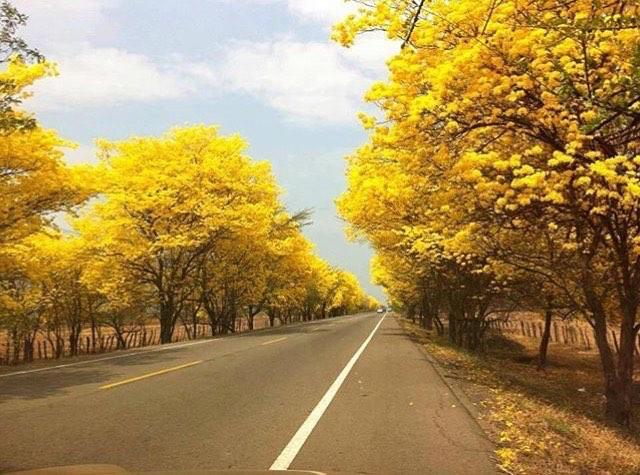 Araguaneyes en Guárico (Haga click y escuche el Himno al árbol)