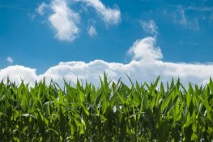 Corn field gdd