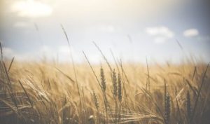 Producción agrícola