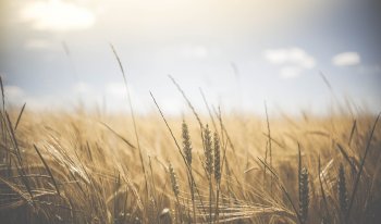 Producción agrícola