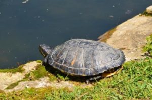 Tortuga
