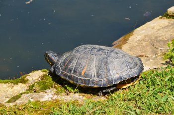 Tortuga