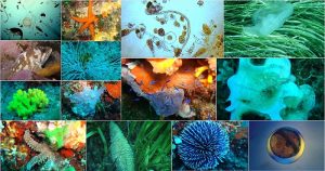 Biodiversidad marina