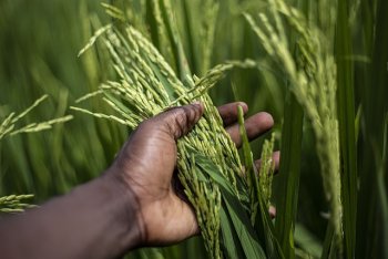 Cultivo arroz