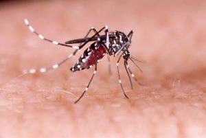Mosquito aedes aegypti