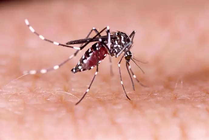 Mosquito aedes aegypti