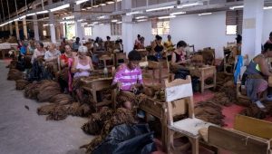 El punto de partida a esta narración es desde hace más de dos siglos las manos de pinareños, gente del oeste, y no precisamente ensombrerada conquistando el desierto, sino manos simples y nobles que han elegido la tradición como forma de vida.