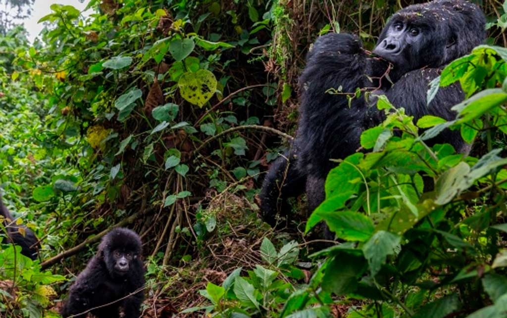 Simios africanos en riesgo