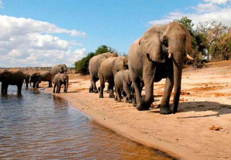 Botsuana elefantes