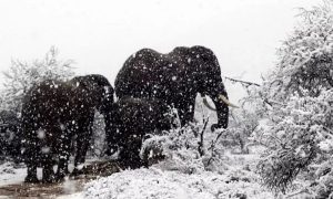 Nieve en África