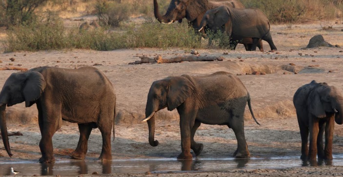 Un grupo de elefantes caminan cerca de un abrevadero dentro del Parque Nacional Hwange, en Zimbabue