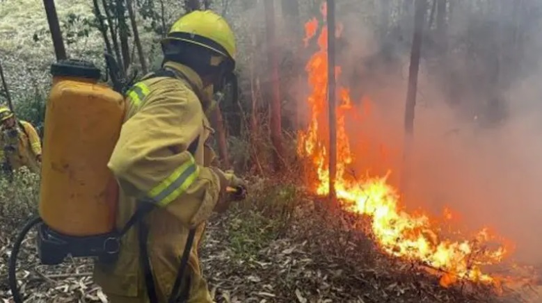 El coordinador del COEN informó que los incendios forestales destruyeron 1,485 hectáreas de cultivos y causaron daños adicionales de 1,264 hectáreas. En cuanto al ganado, se han perdido 334 animales y otros 4,347 han sufrido daños. Foto: Andina