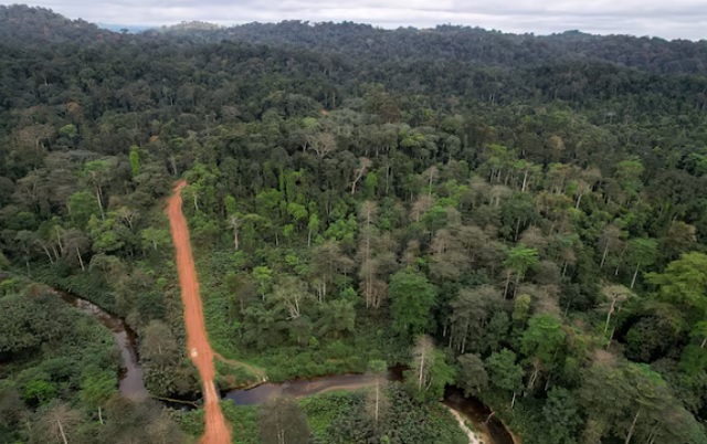 Una vista aérea muestra un camino forestal que atraviesa la selva tropical en la provincia de Nyanga | Foto: REUTERS/Chistophe Van Der Perre