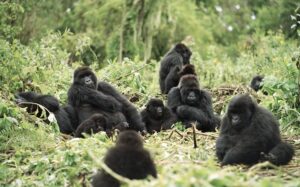 Gorilas bebe en el Parque Nacional Virunga / Foto: pngegg