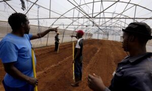 Los trabajadores se comunican mediante lenguaje de señas mientras cultivan la tierra del parque agricola Westonaria.