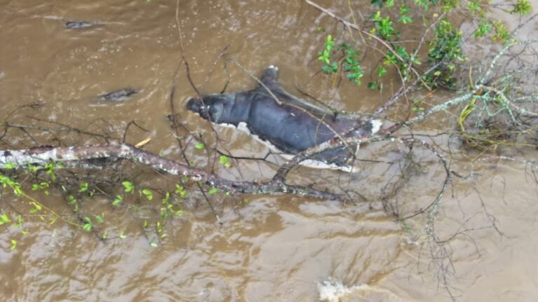 Parque Nacional de Virunga/Folleto vía REUTERS. ESTA IMAGEN HA SIDO PROPORCIONADA POR UN TERCERO. CRÉDITO OBLIGATORIO.